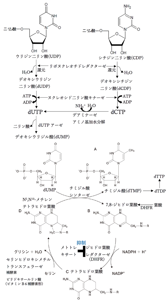 メトトレキサートの作用，核酸代謝，葉酸併用の有用性 106回薬剤師国家試験問223